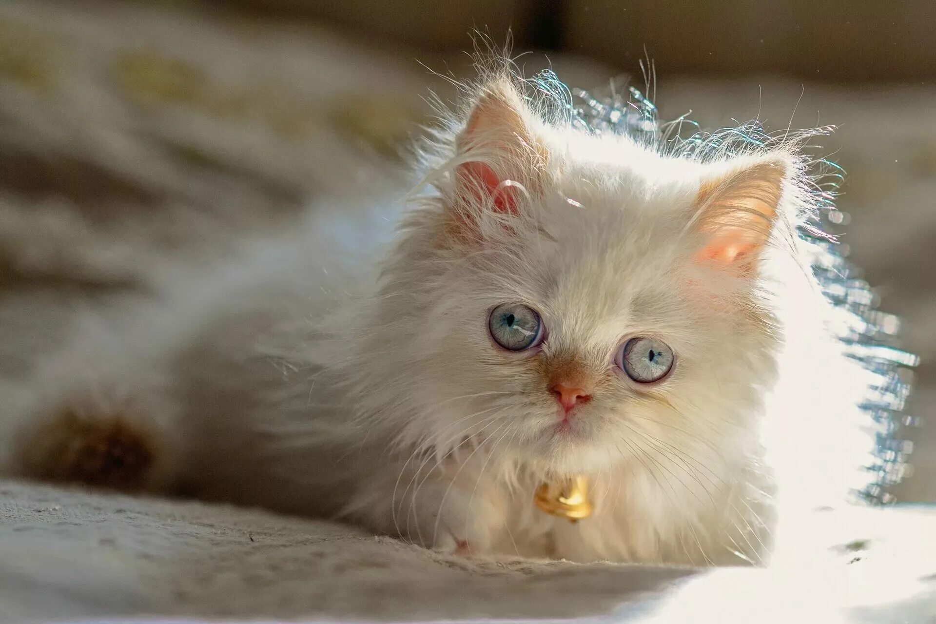 Очаровательная киска. Гималайская кошка белая. Красная Персидская кошка. Пушистые котята. Красивые котята.