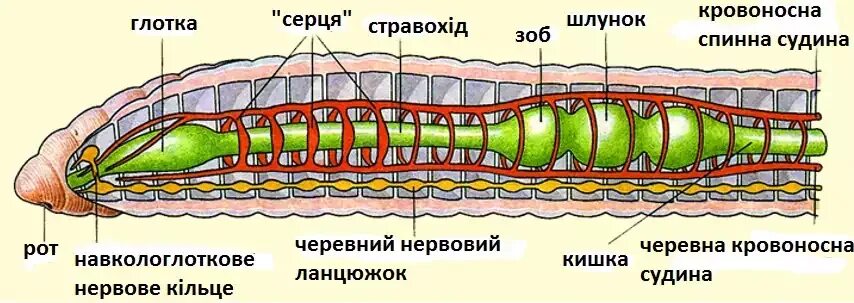 Внутренне строение кольчатого червя. Строение типа кольчатых червей. Схема внутреннего строения дождевого червя. Внешнее строение кольчатого червя.
