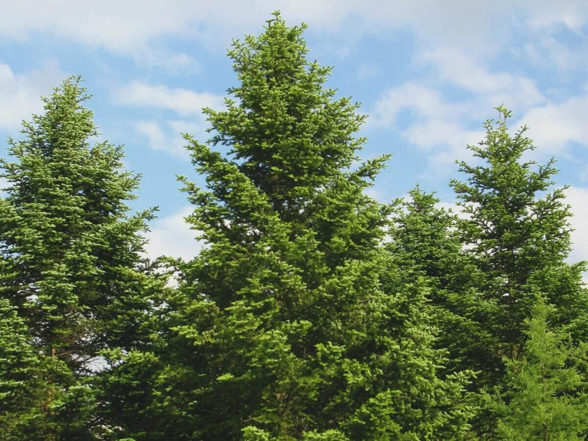 Дерево леса пихта. Пихта сибирская. Пихта пирамидалис. Сибирская пихта подлесок. Пихта уральская.