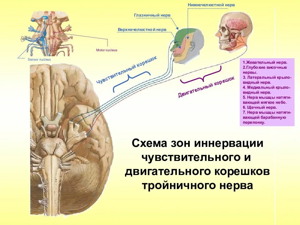 Нервы содержащие