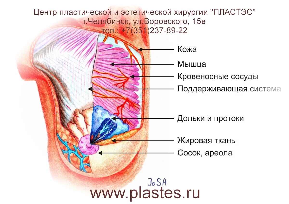 Молочная железа является видоизмененной