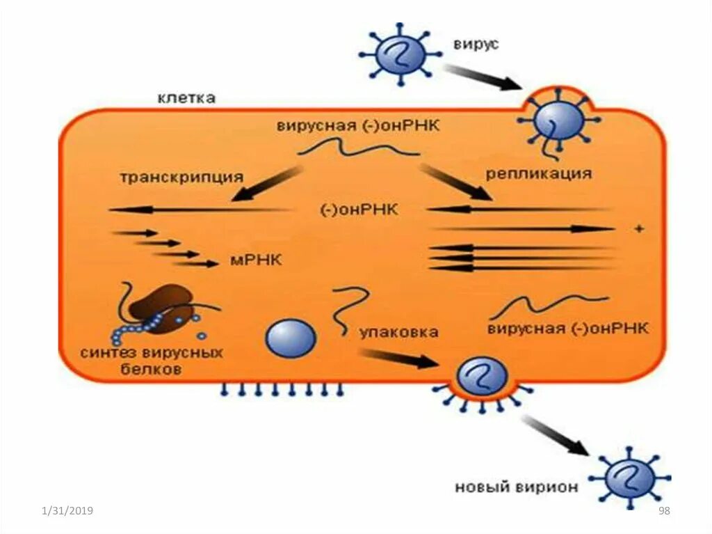 Механизмы взаимодействия вирусов с клеткой микробиология. Варианты взаимодействия вируса с клеткой. 2.3.Механизм взаимодействия вирусов с клеткой.. Формы взаимодействия вируса с клеткой. Этапы взаимодействия с клеткой