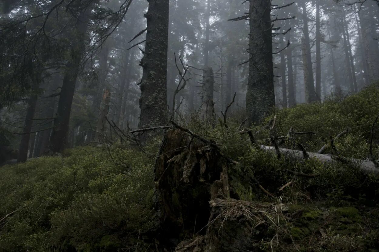 Осенний лес. Мрачный осенний лес. Непролазная сибирская тайга. Тайга хмао бурелом. Лес ветхий.