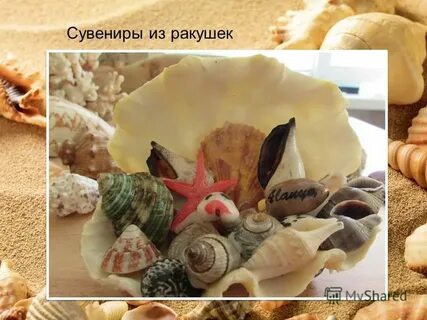 Ракушка предложение