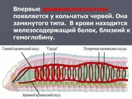 Кольчатые черви количество кругов кровообращения