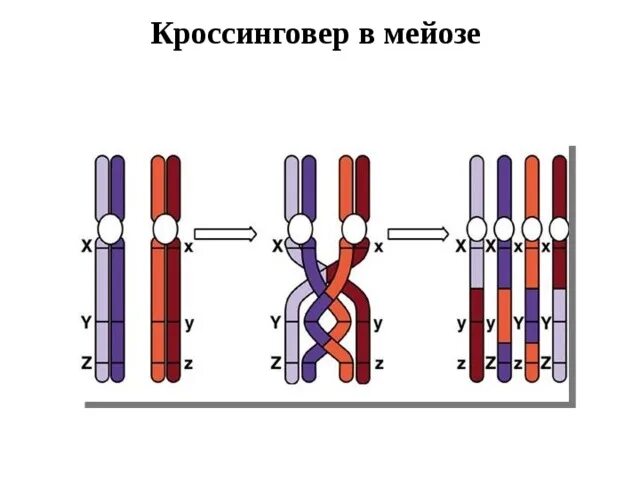 Конъюгация и кроссинговер при мейозе. Конъюгация гомологичных хромосом схема. Мейоз 1 кроссинговер. Кроссинговер при мейозе. Перекомбинация генов в мейозе