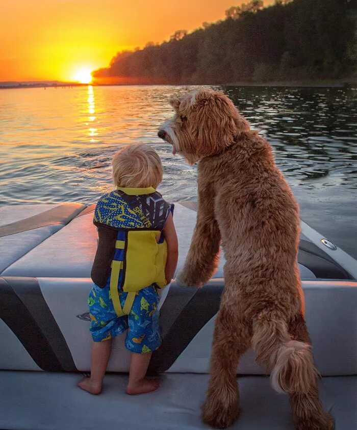 Австралийский лабрадудель Рейган. Собака для детей. Мальчик с собакой. Собака друг человека. Мальчик и две собаки