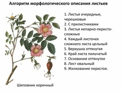 Систематическое положение шиповника дикого 7 класс биология