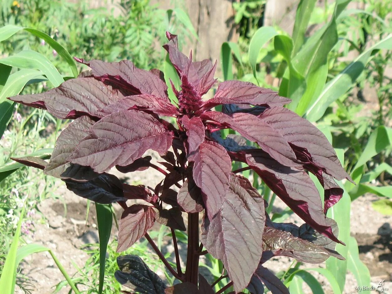 File:Amaranthus cruentus 'Oeschberg' Flower  Wikipedia