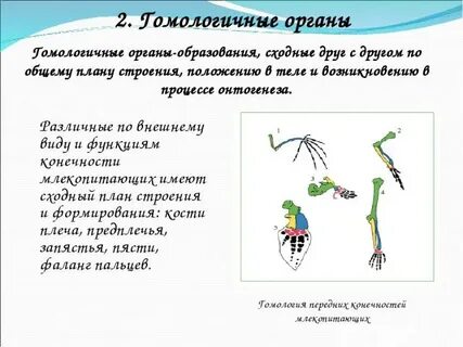 Аналогичные органы какие это органы