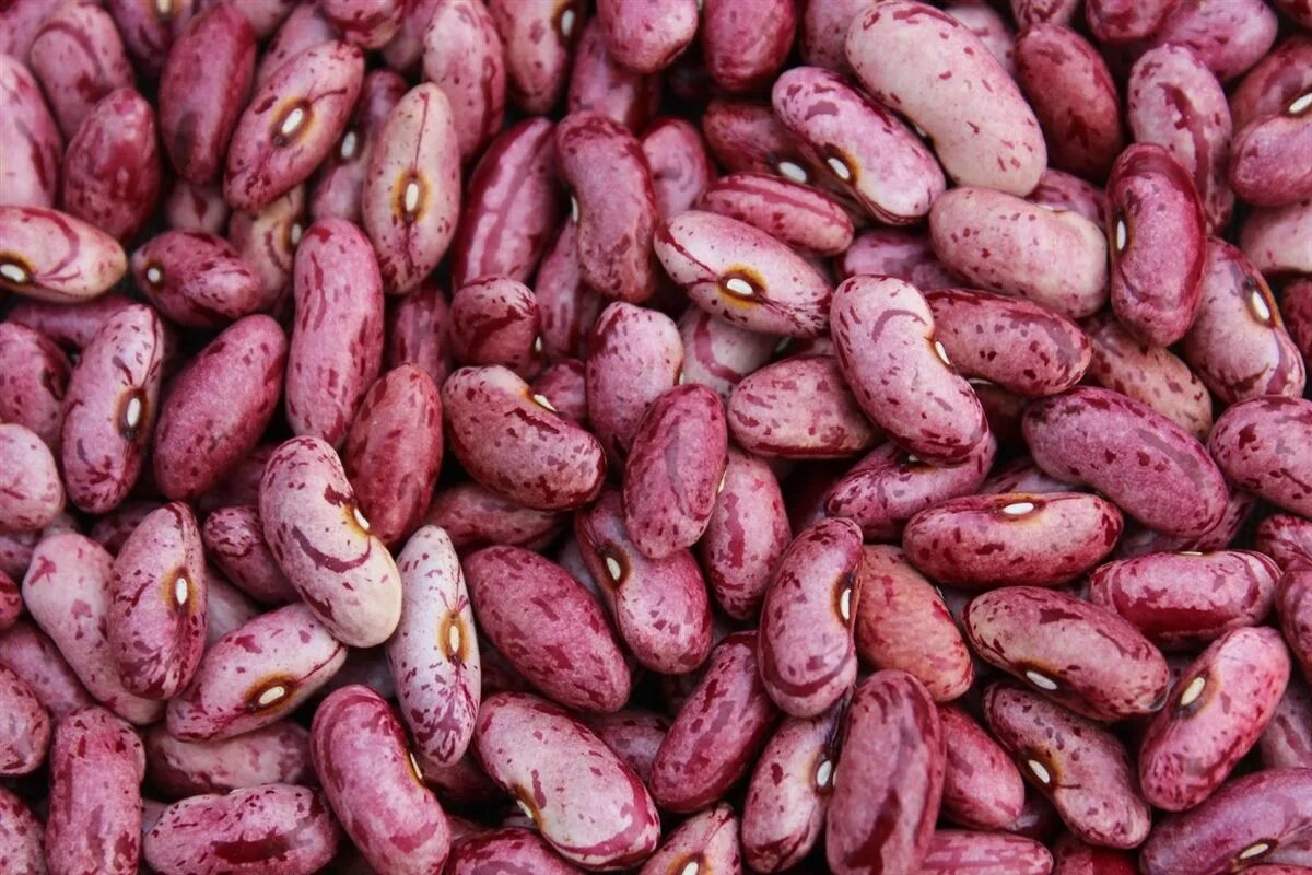 Nested bean. Кормовые бобы. кормовые бобы семена. candy bean. кормовые бобы фото.