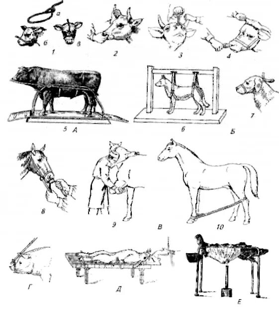 Ветеринар впр. Методы фиксации КРС. Фиксация КРС повал. Метод повала КРС. Методы фиксации крупного рогатого скота.