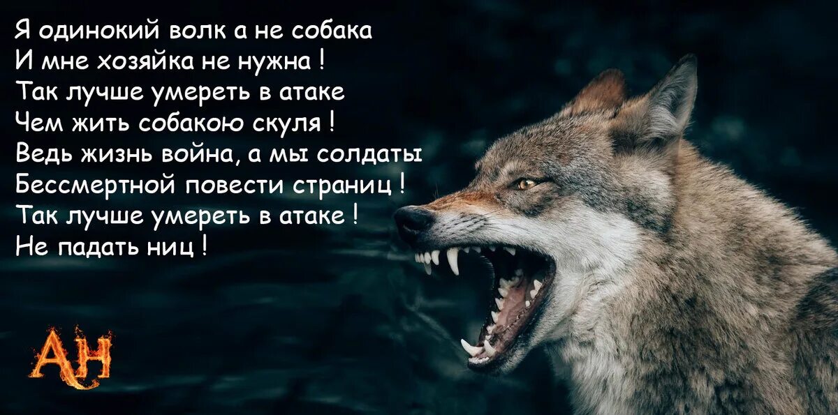 Одинокий волк лучшие песни. Я одинокий волк. Волк поет. Мотивация одинокий волк. Отрывок волка одиночки.