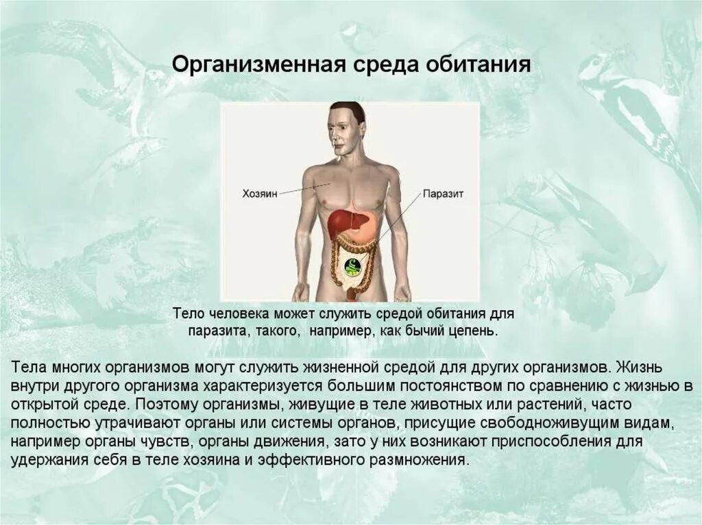 Физико-химические свойства организменной среды. Организменная среда обитания. Организменная среда обитатели среды. Особенностиорганизменой среды. Внутриорганизменная среда обитания характеризуется