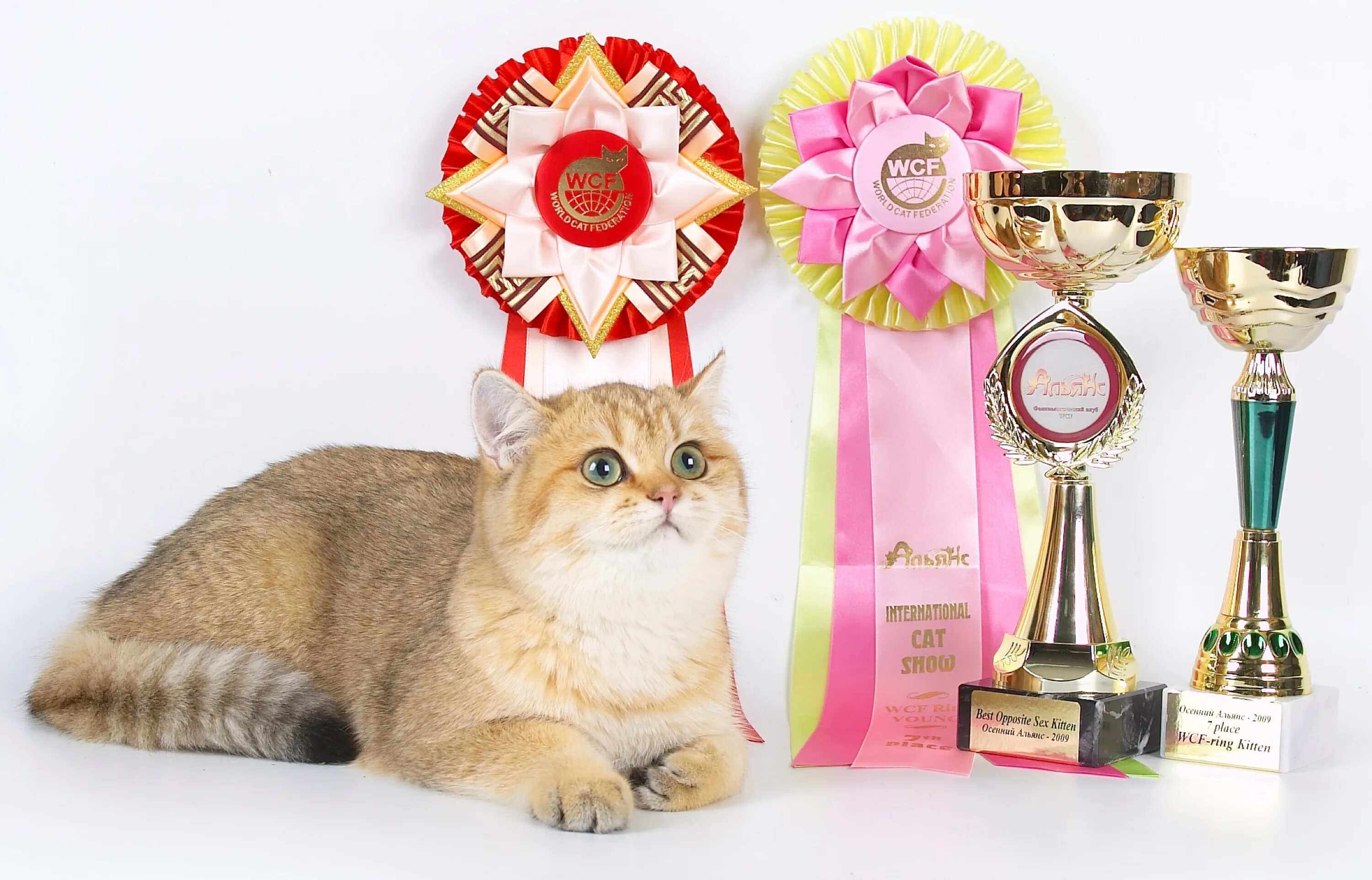 Award для кошек купить. Кошачьи награды. Награды кошек на выставке. Награды для кошек. Выставка кошек.