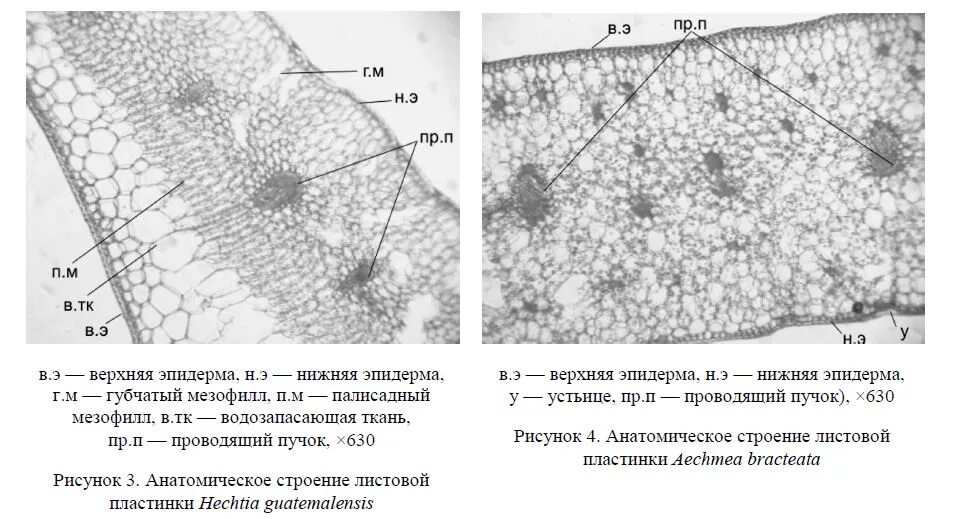 Микрофотография среза листа. Поперечный срез листа камелии. Строение листа микропрепарат. Микропрепарат среза листа. Поперечный срез листа олеандра.