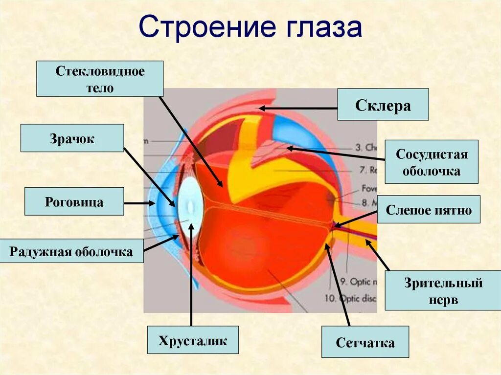 Зрачок в организме человека выполняет функцию. Схема строения глазного анализатора. Анализатор глаза биология 8 класс. Строение зрительного анализатора оболочки. Строение глазного анализатора 8 класс.