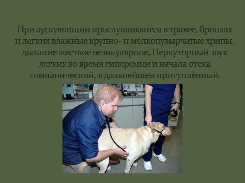Болезни органов дыхания у животных. Исследование органов дыхания собак. жесткое дыхание при аускультации легких. аускультация легких у собаки.