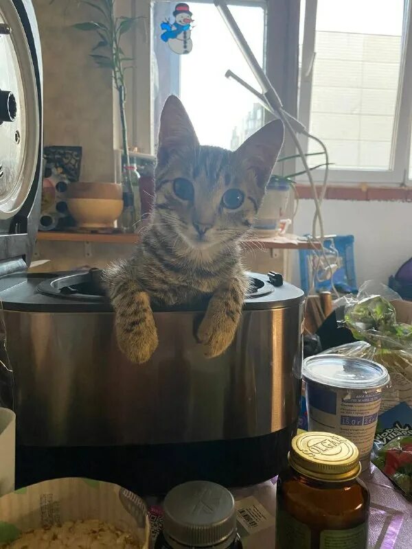 просто муся приют для кошек