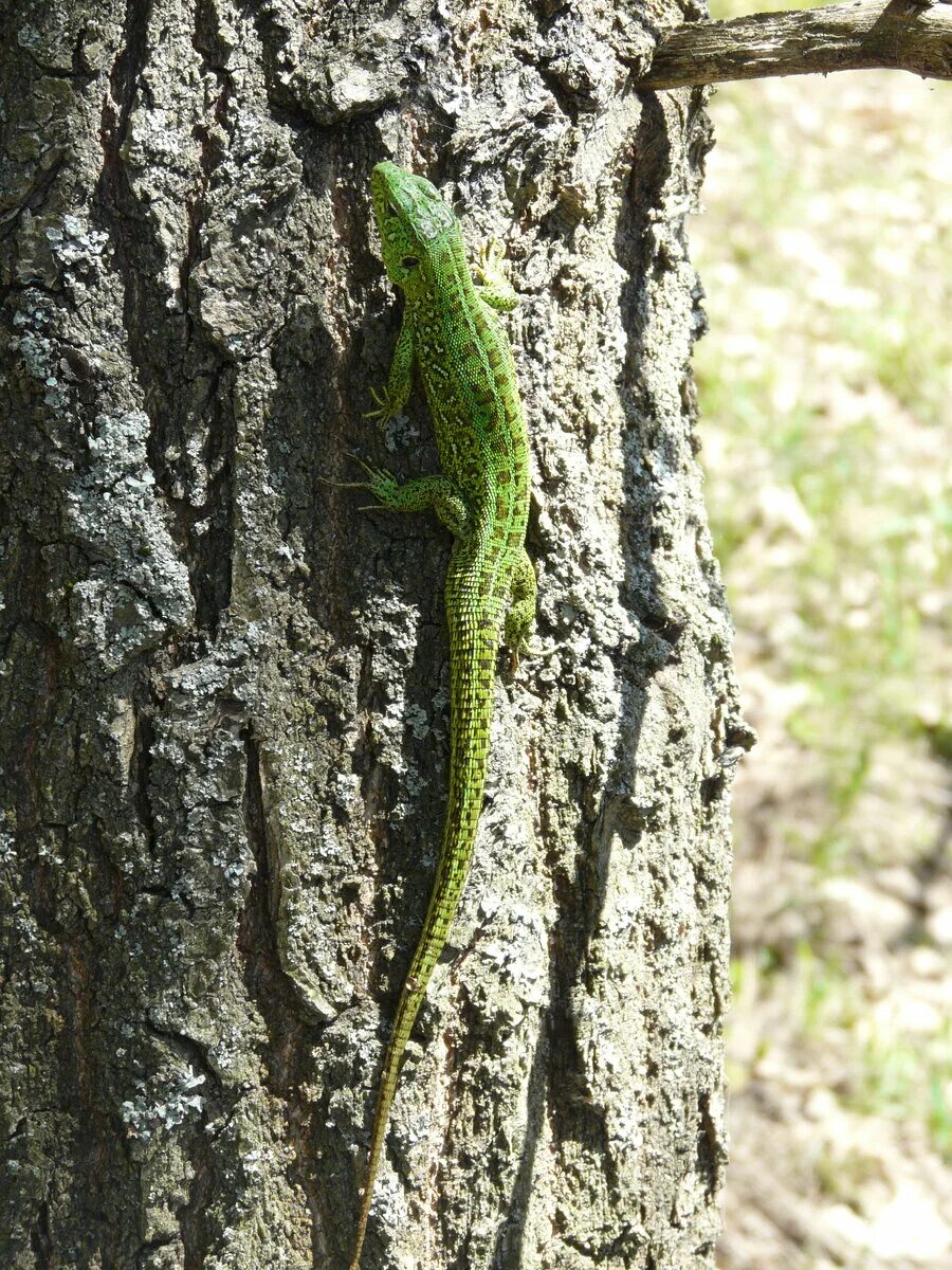 Ящерицы в москве. Lacerta Agilis. Прыткая ящерица. Зеленая прыткая ящерица. Ящерицы в парке.