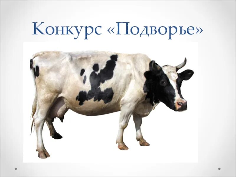 Корова. Домашние животные корова. Корова описание. Карточка корова. Читать краткое содержание корова
