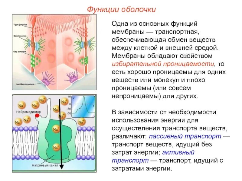 Вещества выполняющие защитную функцию
