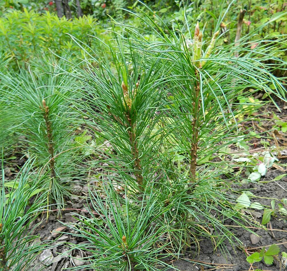 Сосна кедровая сибирская шишки. Кедр вирджинии. Кедровая шишка сибирский кедр. Сосной сибирской (pinus sibirica). Кедр дел.