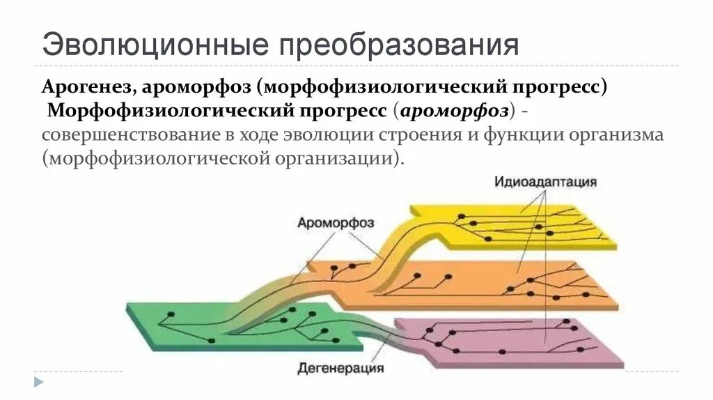 Установи соответствие между ароморфозом и эрой. Направления эволюции ароморфоз идиоадаптация дегенерация. Главные направления эволюции ароморфоз идиоадаптация дегенерация. Таблица пути эволюции ароморфоз идиоадаптация дегенерация. Ароморфоз идиоадаптация дегенерация.