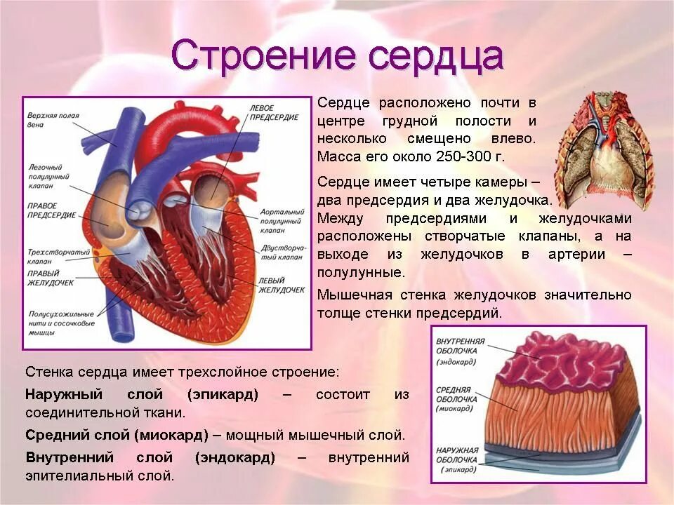 Толстая стенка сосуда. Строение сердца название строение функция. Строение сердца человека 8 класс кратко. Строение сердца структуры и из функции. Строение стенки желудочка сердца.