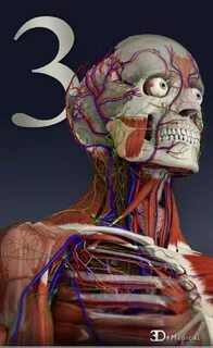 Anatomy education