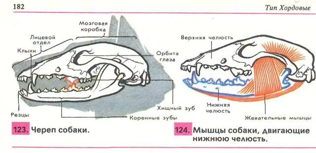 Зубы грызунов млекопитающих. Зубная система хищников и травоядных. череп млекопитающих.