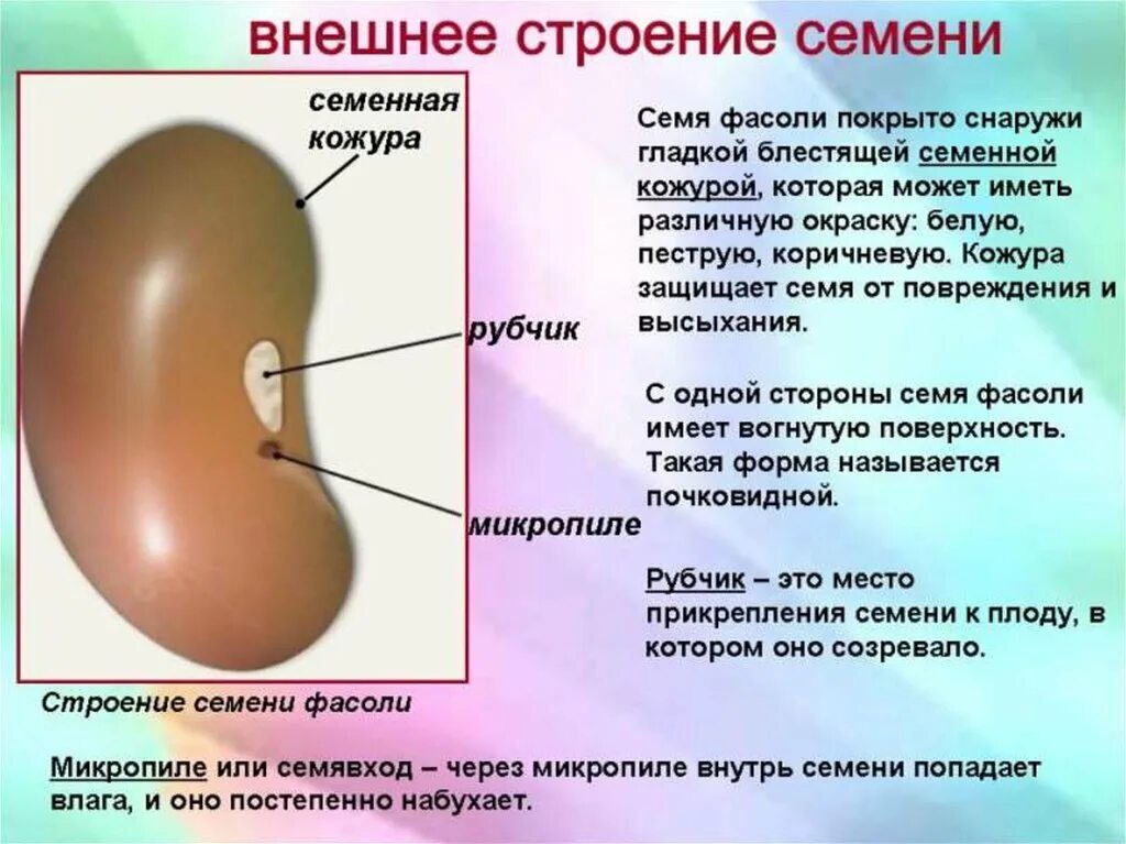 Урок биологии семена. Биология 6 кл строение семени. Биология 6 класс тема строение семян. Внешнее строение семян 6 класс биология. Строение и функции семян 6 класс биология.