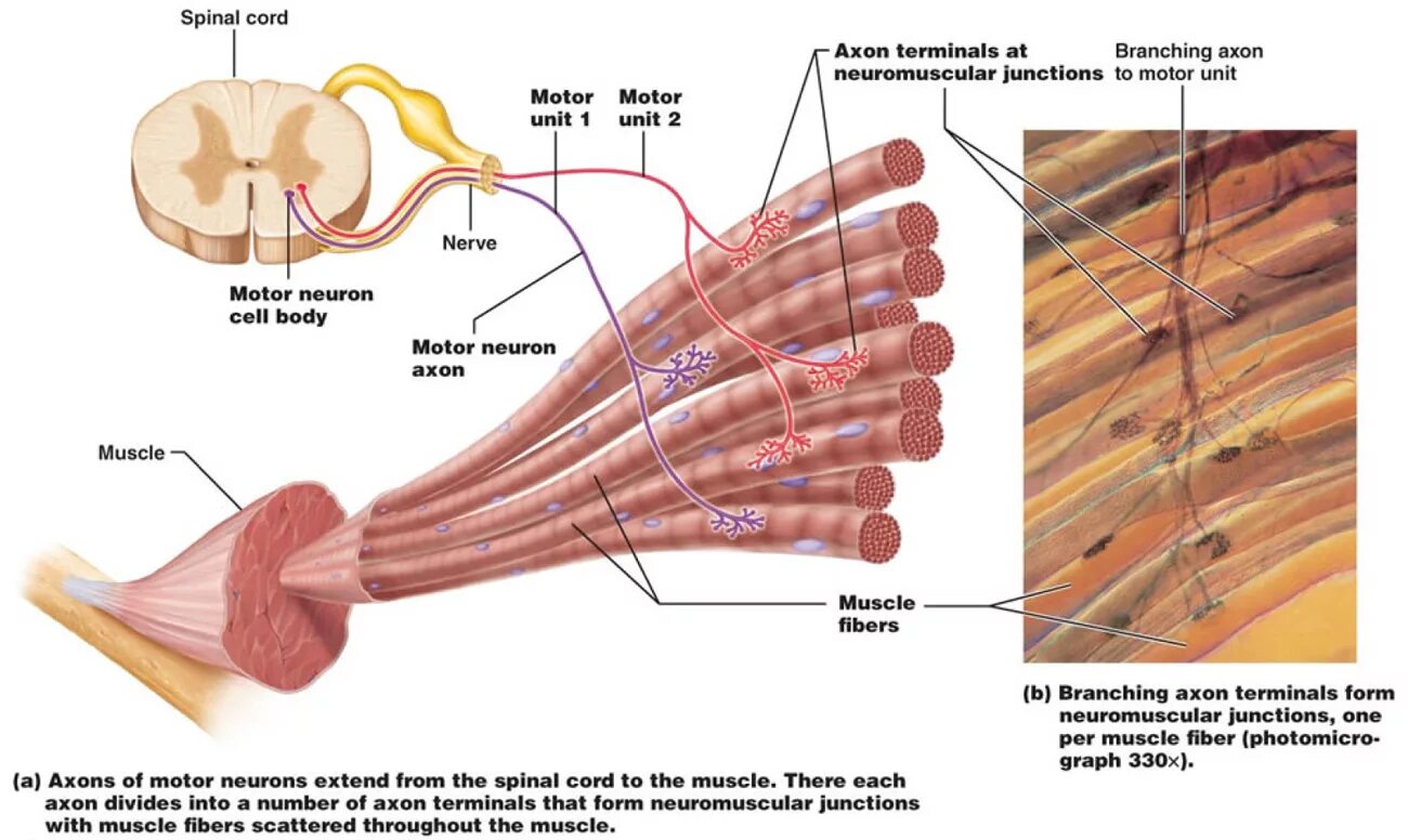 Motor fibers. Als motor nöron motor. Motor unit. Als motor nöron motor. Мотор редуктор tormax 2201.
