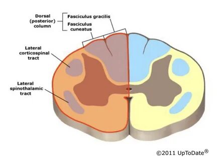 Fasciculus gracilis