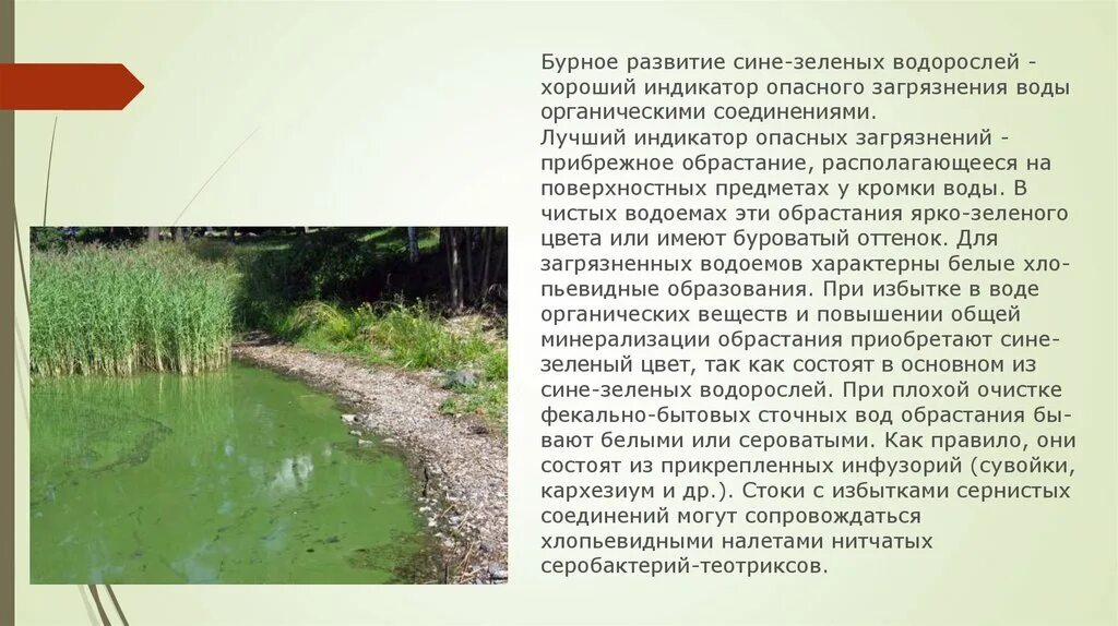 Оценка состояния водоема. Методы оценки экологического состояния водоемов. Оценка экологического состояния водоема по растениям. Оценка экологического состояния водоемов Краснодара. Статус водоемов