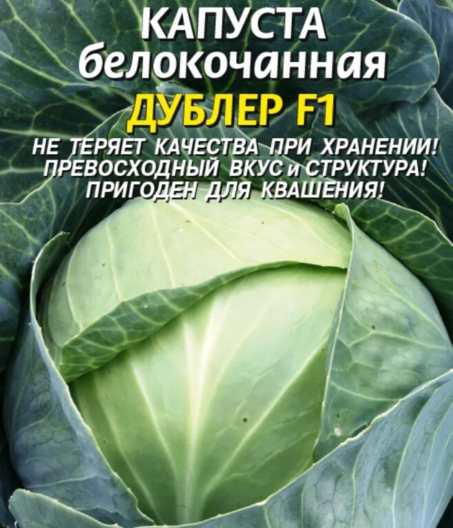 Купчиха сорт капусты отзывы. Капуста б/к купчиха. капуста купчиха описание сорта. варна капуста. капуста купчиха отзывы.