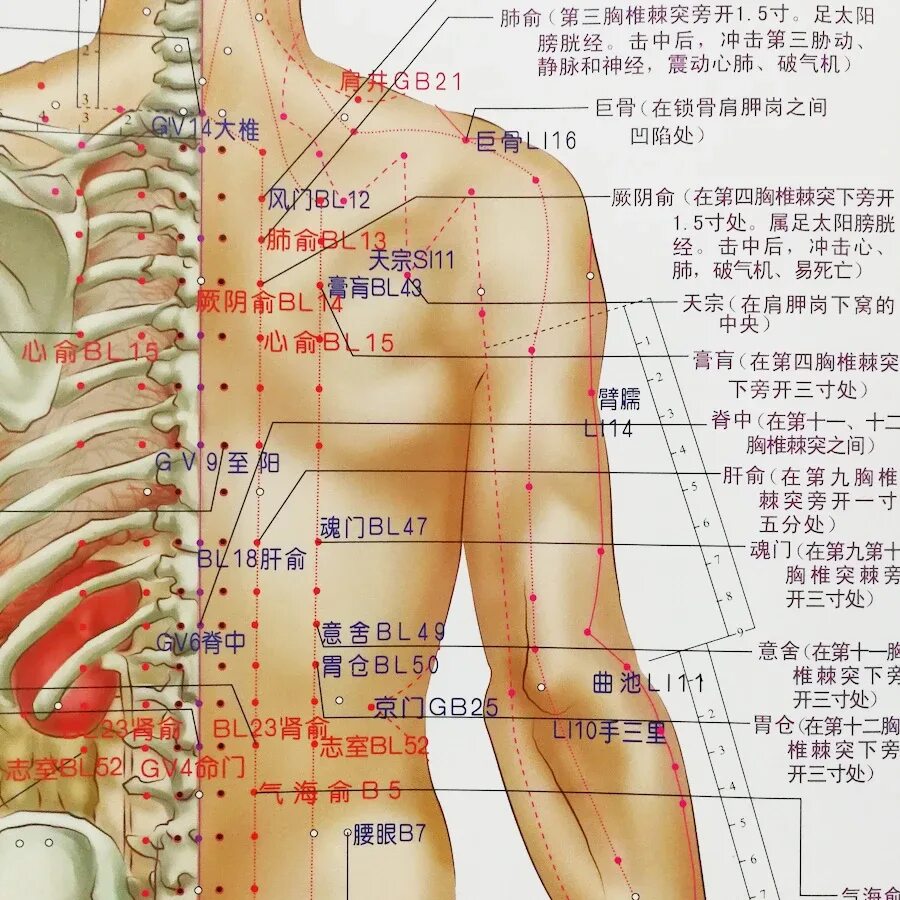Названия точек человека. Акупунктурные точки на теле человека китайская медицина. Акупунктура меридианы китайская медицина. Точки акупунктуры на теле человека китайская. Точки акупунктуры на спине человека атлас.