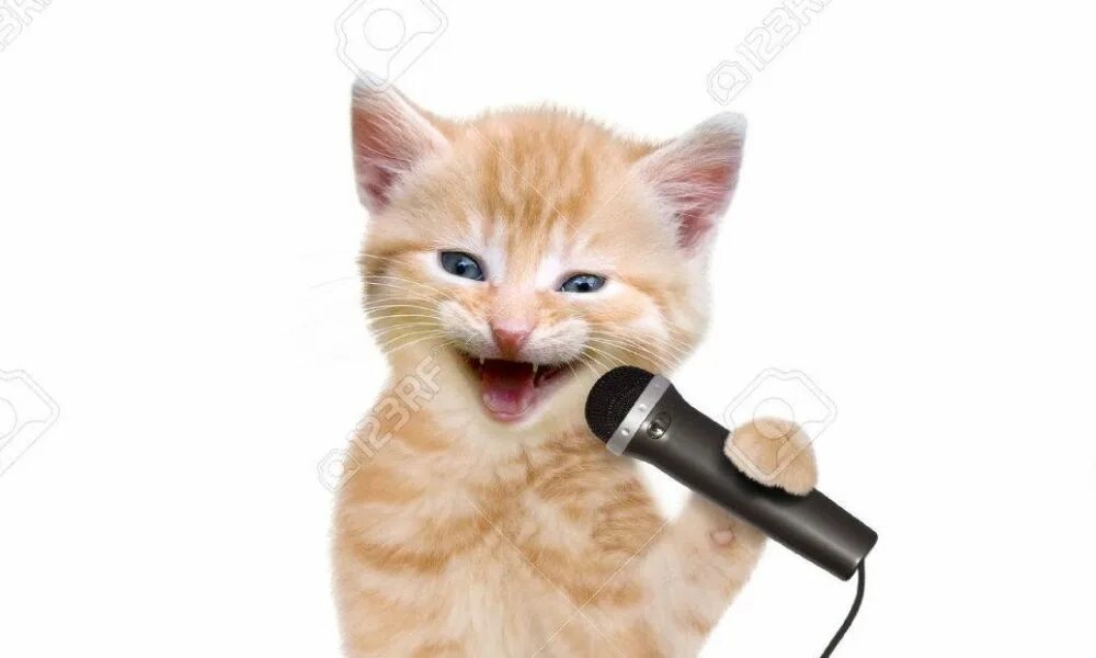 Кот поет. Котята поют. Котик с микрофоном. Кот поет в микрофон. Cats can sing