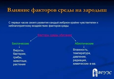 Влияние внешней среды на развитие зародыша человека