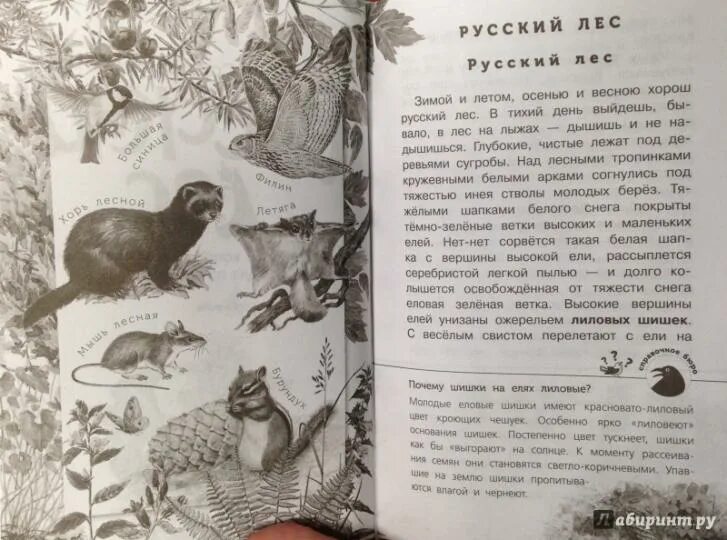 Рассказы это было в лесу. Рассказы это было в лесу