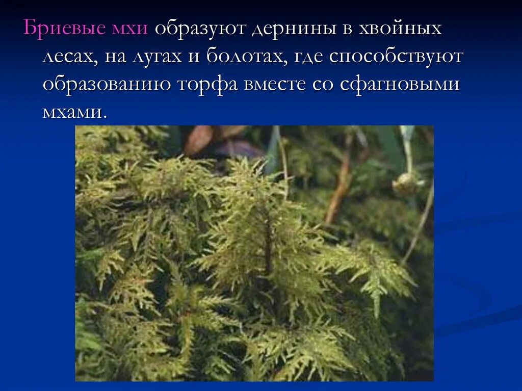 Мох факты. Интересное о мхах. сообщение о мхах. бриевые мхи. интересные факты о сфагнуме.