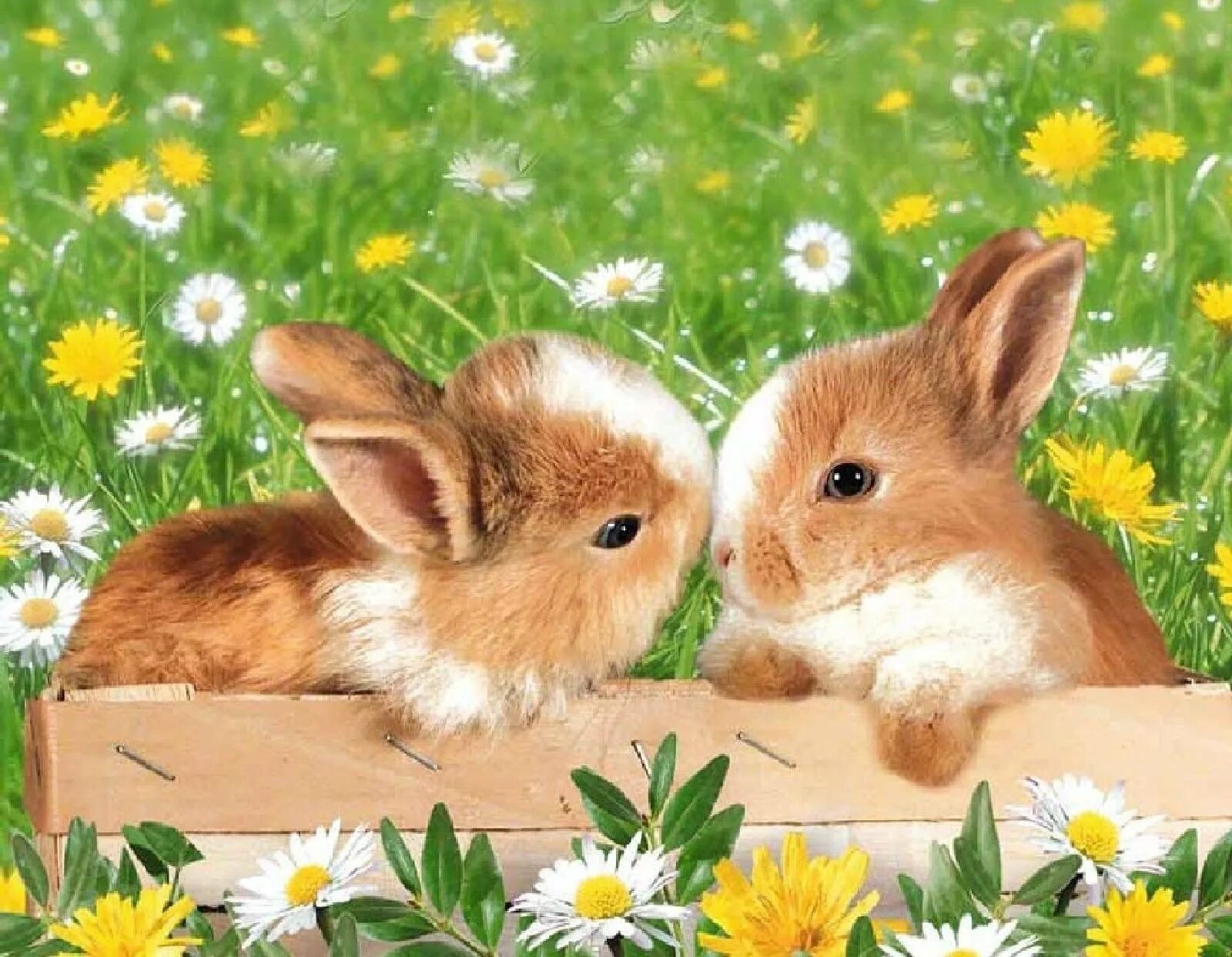 В окружении доброй семьи и множества пушистиков. Доброе утро зайчик. Милые крольчата. Красивый кролик. Доброе утро кролик.