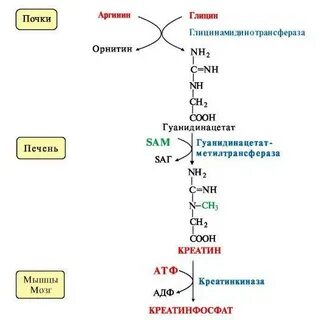 Особенности обмена и роль аргинина