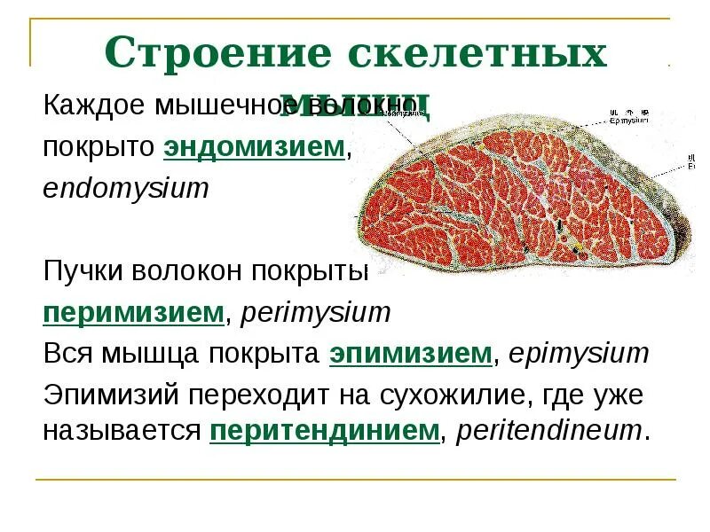 Строение скелетных. Строение скелетной мышцы. строение и свойства скелетных мышц кратко. описать строение скелетной мышцы. строение и работа скелетных мышц кратко.