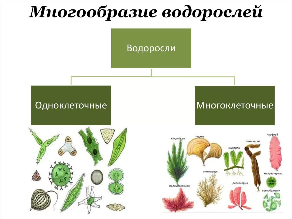 Назовите одноклеточные водоросли