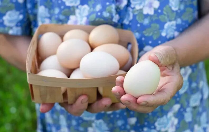 Можно ли под курицу подкладывать яйца. Двухжелтковое яйцо. Куриные яйца недоразвитые. Выбор яиц. Хорошие яйца.