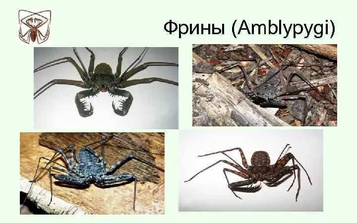 Паук Фрин. Паук Фрин строение. Педипальпы у Фрина. Строение Фрина.