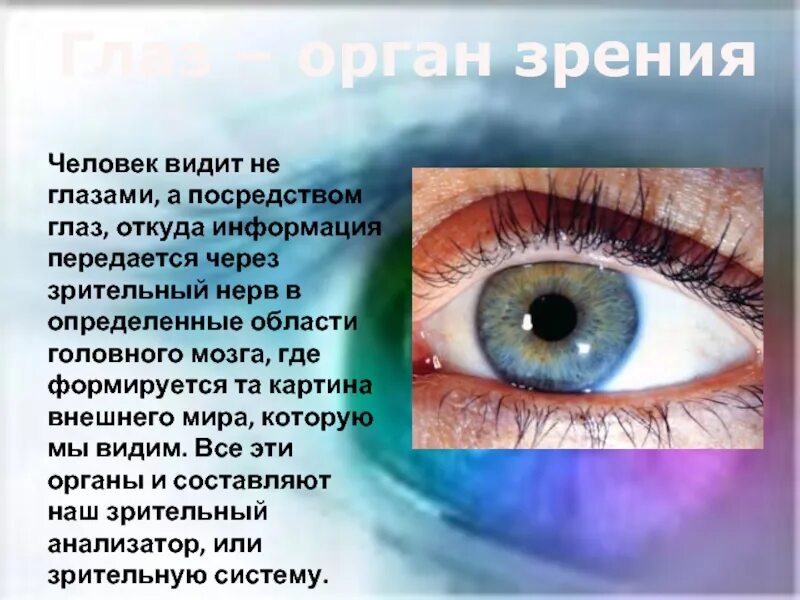 Все видно по глазам. Почему человек видит. Информация, которую человек воспринимает зрением. Глаза не видят. Человек видит не глазами а посредством глаз.