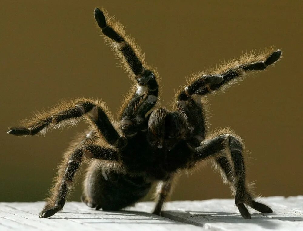 Spider thanks. Веселый паучок. Паук тарантул на белом фоне. Паук птицеед на белом фоне. Паук.