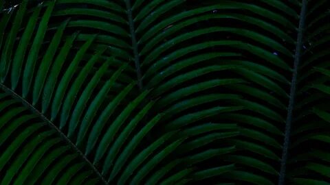 Dark plant